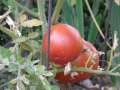 back to TC to pick backyard tomatoes