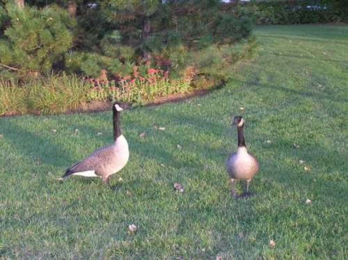 geese