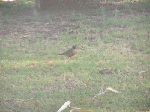 A robin showed up to look around.