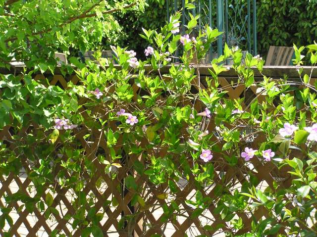 lavendar trumpet vines came back