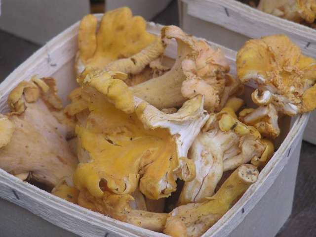 edible wild mushrooms
