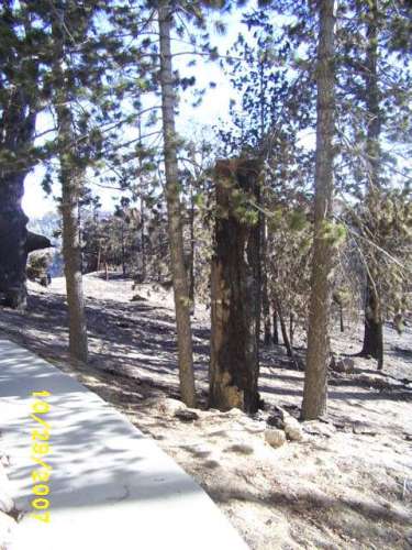 Burnt tree on side of house by sidewalk..JPG