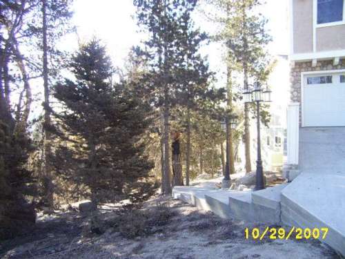 Burnt trees, looking at front of house.JPG
