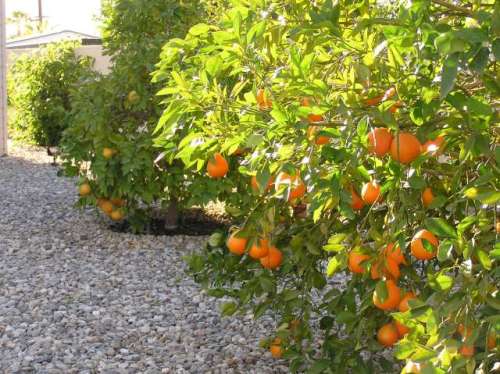 winter oranges 2007
