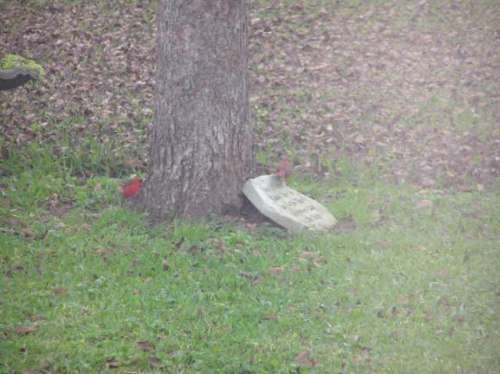 The cardinals flew into the back yard