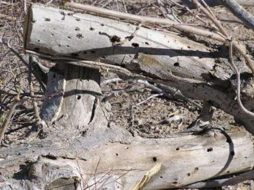Woodpecker damage