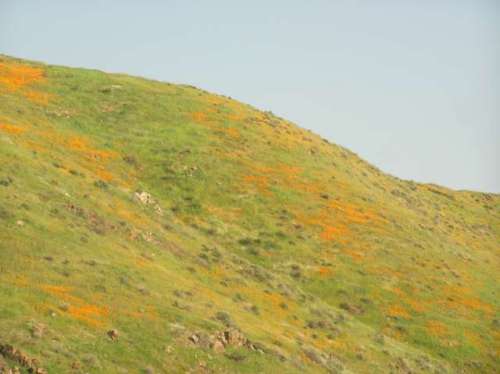 Santee hills covered with wildflowers
