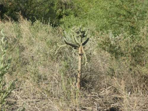 funny looking catus growing in the middle of the brush