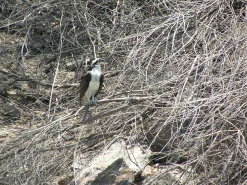 OK we know . . . it is an osprey, a fishing falcon