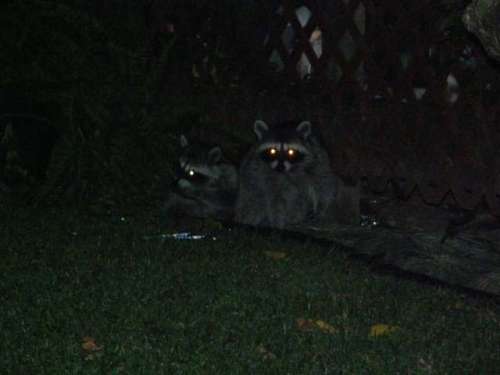the Mama raccoon and one baby