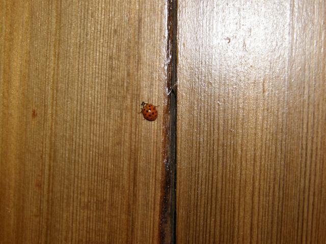 ladybugs come in the thousands to Louisiana