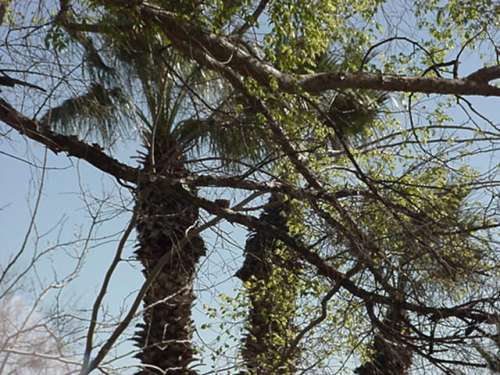 nest on a branch