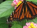 Monarch butterfly.JPG