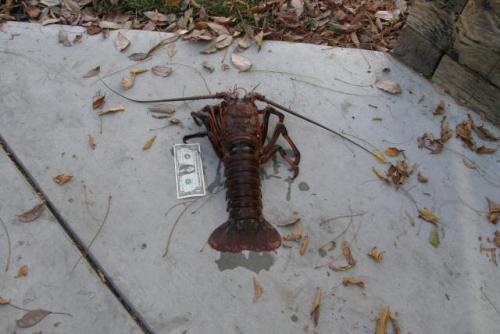 The Granddaddy Lobster of 2010