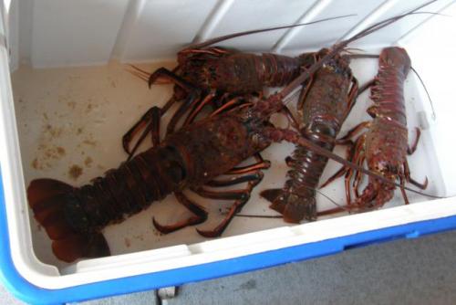 more for the Lobsterfest