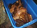 lobsters and crabs_022011.JPG