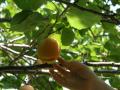 apricot picking_ 19 months old.JPG