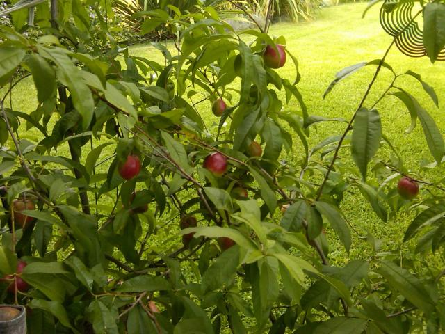 nectarines almost ripe July