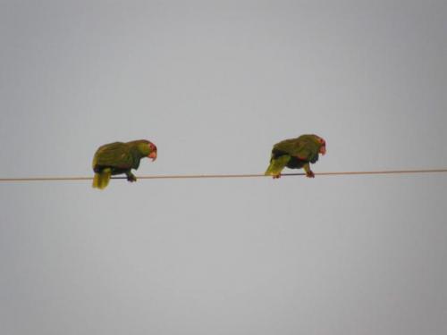 parrots.JPG